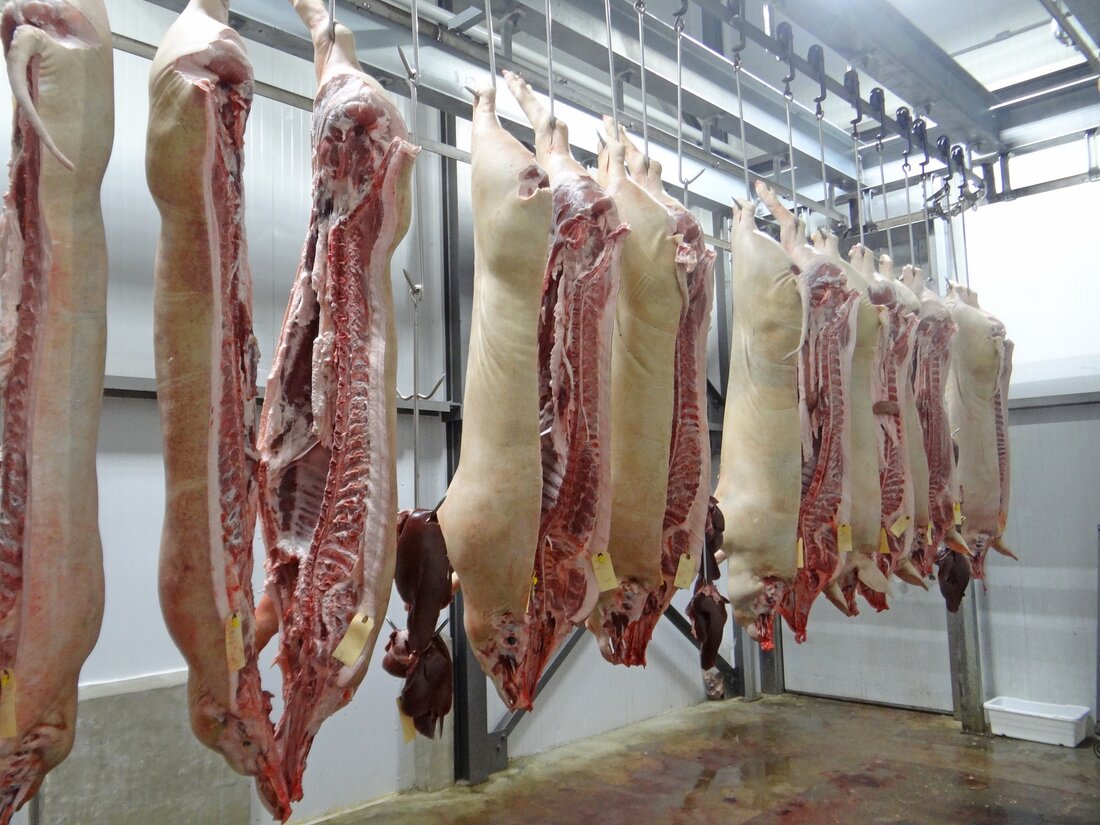 EU: Zu wenig Rinder und Schweine in den Schlachthöfen. Durch merklich abnehmende Viehbestände gab es 2023 in den Mitgliedsstaaten der EU eine stark sinkende Fleischerzeugung.