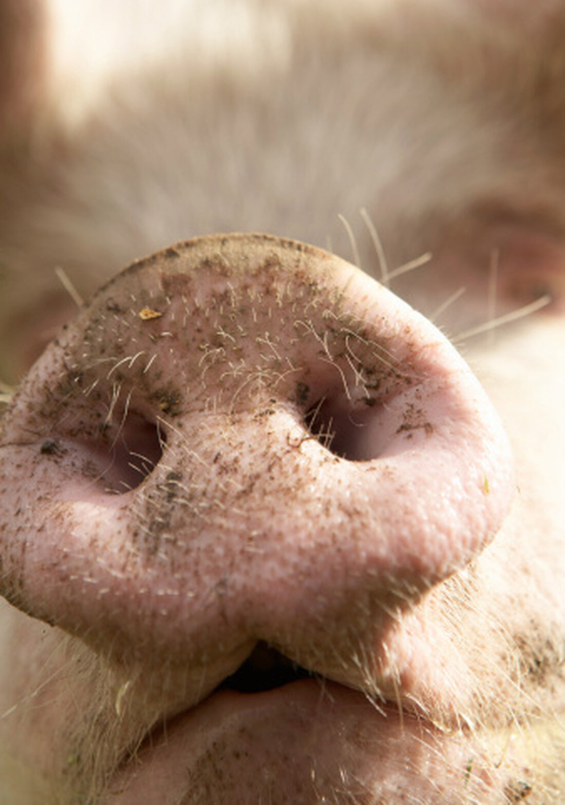 Mitten in die Milchwirtschaftskrise kommen aus Sicht von Branchenvertretern wohl alles andere als gute Signale aus Russland. Moskau will die Lebensmitteleinfuhren, die auch Milchwaren und Schweinefleisch betreffen, nämlich bis 2017 verlängern.
