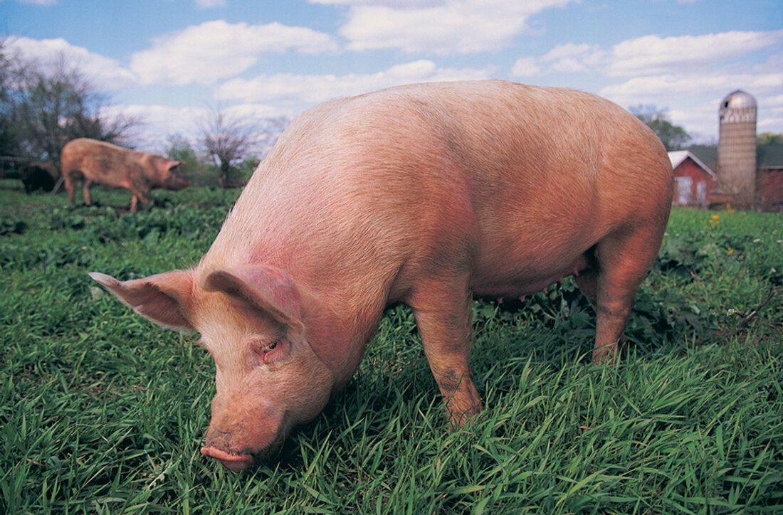 Warum es nur einen „Dreier“ als Bestnote gab, erklärte Greenpeace damit, dass beim „Marktcheck“ von Frischfleisch sich zwar die Haltungsbedingungen, Futtermittel und der Antibiotikaeinsatz bei Hühnern in Österreich verbessert hätten, jene für die Schweine aber nur wenig Veränderung erfahren hätte.