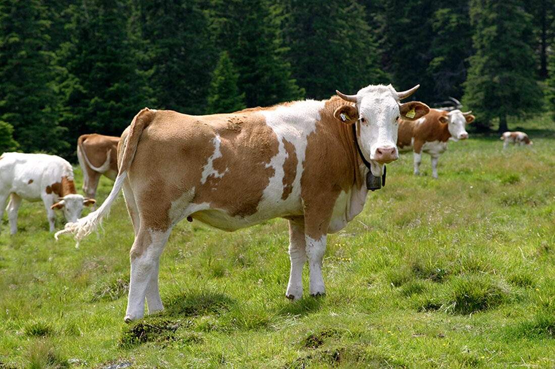 Die heimische Agrarpolitik erkennt die Zeichen der Zeit und trägt ihnen mit programmatischen Erklärungen Rechnung. „Wer Fleisch nach Österreich importiert, der importiert Risiko und Tierleid“, sagte Niederösterreichs Agrarlandesrat Stephan Pernkopf dieser Tage in der Wiener Spar-Akademie anlässlich der Präsentation der neuen Initiative: „Tann schaut drauf. Für mehr Tierwohl“.