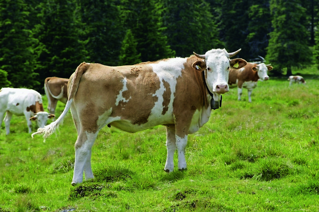 Im Rahmen des Revisionsprozesses hatte auch der NTÖ als Sprachrohr der über 56.000 Rinder-, 21.000 Schweine-, 3.000 Geflügel-, 15.000 Schaf-, 9.700 Ziegen- und 25.000 Pferdehalterinnen und -haltern in Österreich die Möglichkeit, Stellungnahmen abzugeben und Vorschläge für die Entwicklung und Definition der Beschaffungskriterien einzubringen. Verbesserung bei Beschaffung von Lebensmitteln „Das Klimaschutzministerium hat unsere konstruktiven Verbesserungsvorschläge hinsichtlich der Spezifikationen für die Beschaffung von Lebensmitteln und Verpflegungsdienstleistungen aufgenommen“, freut sich NTÖ-Obmann Josef Fradler. „Dies umfasst den Einkauf von Eiern, Milch und Milchprodukten sowie Fleisch von Rind, Kalb und Schwein – als Frischware und in Verarbeitungserzeugnissen. Die heimische tierhaltende Landwirtschaft garantiert Produktqualität und Tierwohl, …