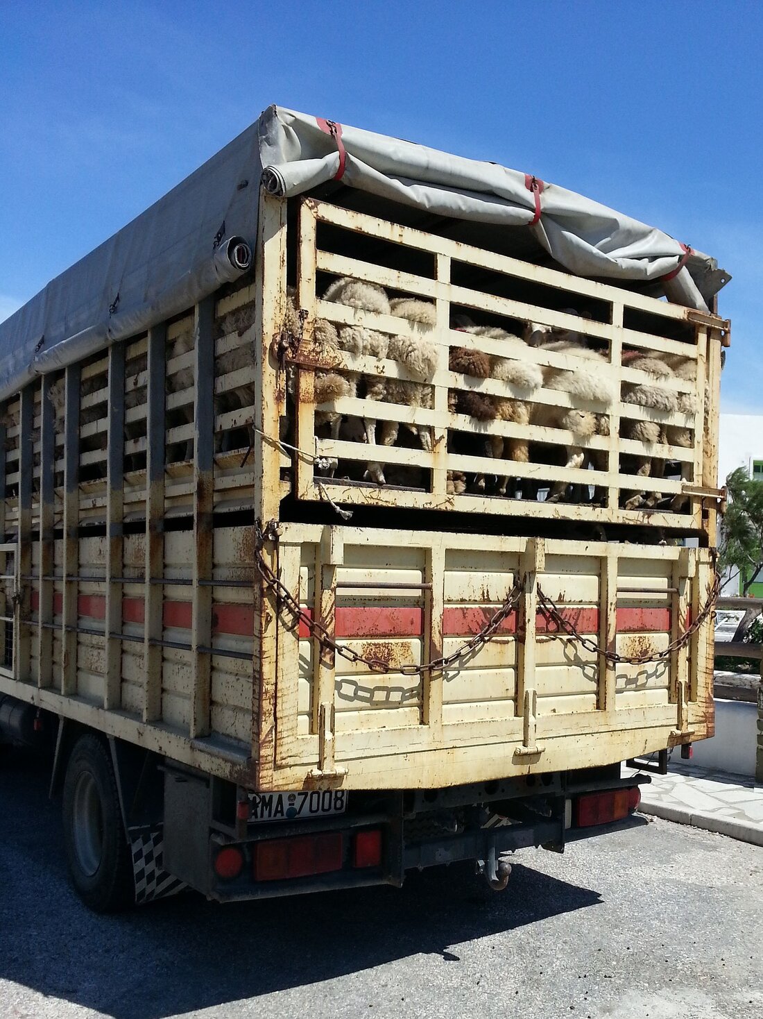 EU-Tiertransporte: Uneinigkeit über neue Regelungen. Die EU-Agrarminister haben über die Vorschriften für Tiertransporte debattiert. Während einige Länder strengere Standards fordern, plädieren andere für wirtschaftliche Rücksichtnahme.