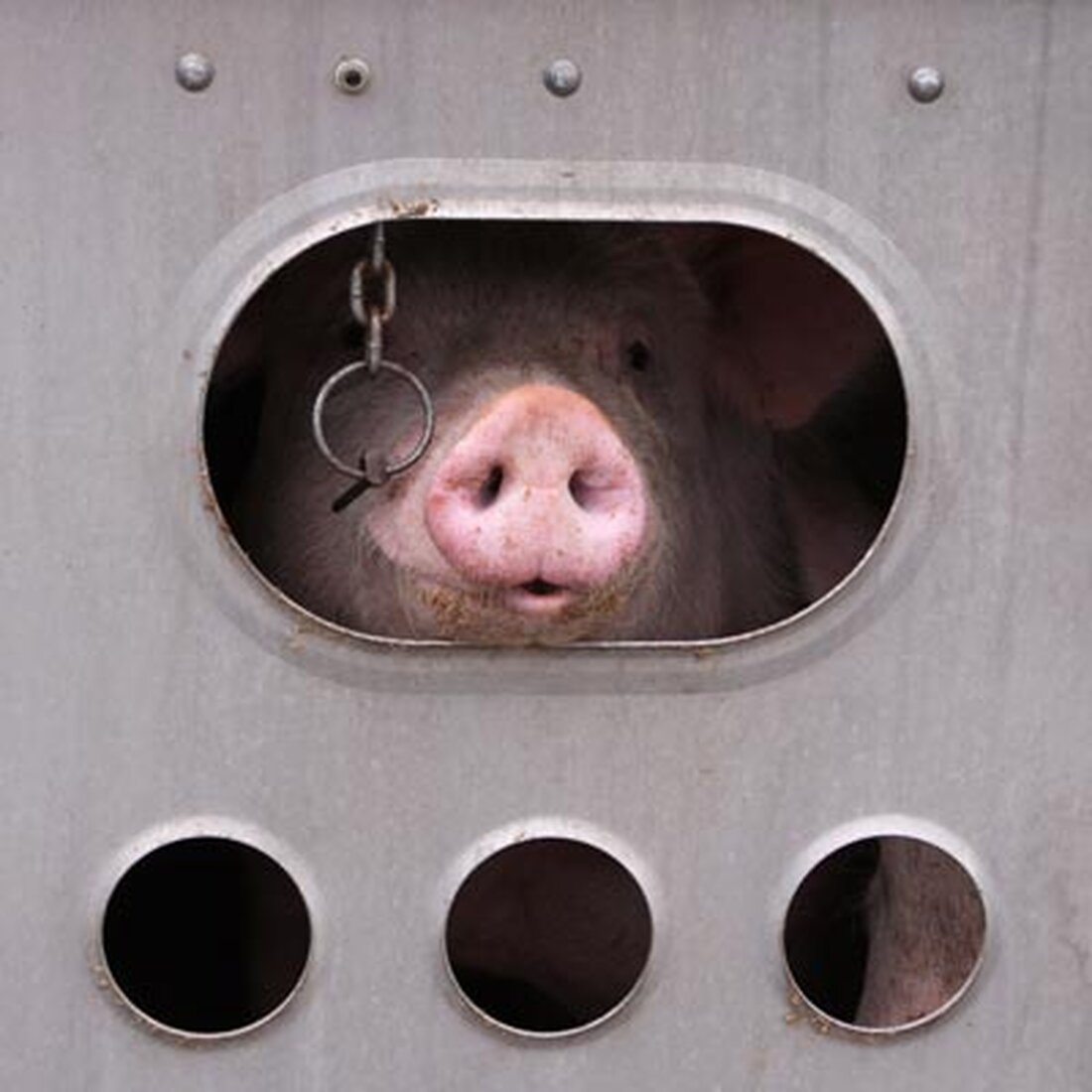 Die Bemühungen, die Afrikanische Schweinepest (ASP) von deutschen Beständen fernzuhalten, ist gescheitert. Am 15. Juli ist die Krankheit erstmals bei Hausschweinen in Deutschland festgestellt worden. Wie das Bundesministerium für Ernährung und Landwirtschaft sowie das brandenburgische Ministerium für Gesundheit und Verbraucherschutz in der Nacht zum Freitag mitteilte, handelt sich jeweils um Bestände in den Landkreisen Spree-Neiße und Märkisch Oderland in Brandenburg. Erstmals wurde das Virus im Landeslabor Berlin-Brandenburg nachgewiesen, am Donnerstag Abend hat das Friedrich-Loeffler-Institut (FLI) den Verdacht bestätigt. ASP in zwei Betrieben nachgewiesen Bei dem Fall in Märkisch Oberland handelt es sich um eine Kleinhaltung. Der Betrieb in Spree-Neiße hat das …