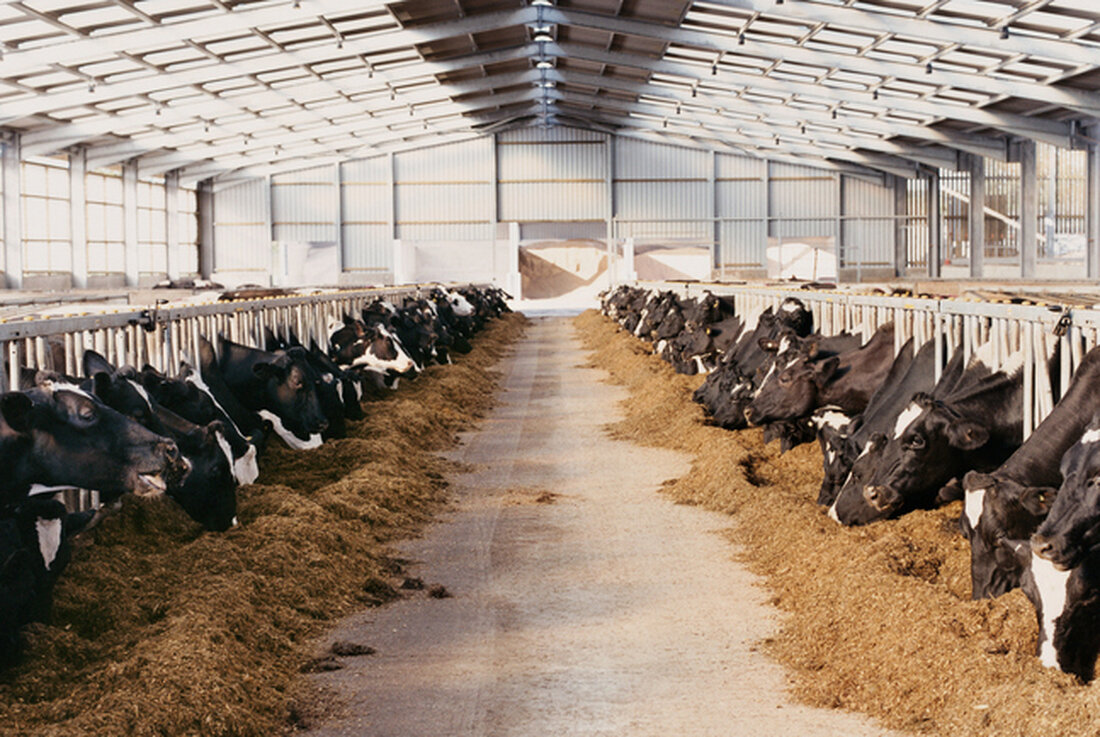 Die Fleischproduktion in Deutschland läuft auf Hochtouren. Von Jänner bis Juni wurden knapp 4,1 Millionen Tonnen Fleisch erzeugt, was ein neuer Höchstwert für ein erstes Halbjahr war, wie das Statistische Bundesamt in Wiesbaden mitteilte.