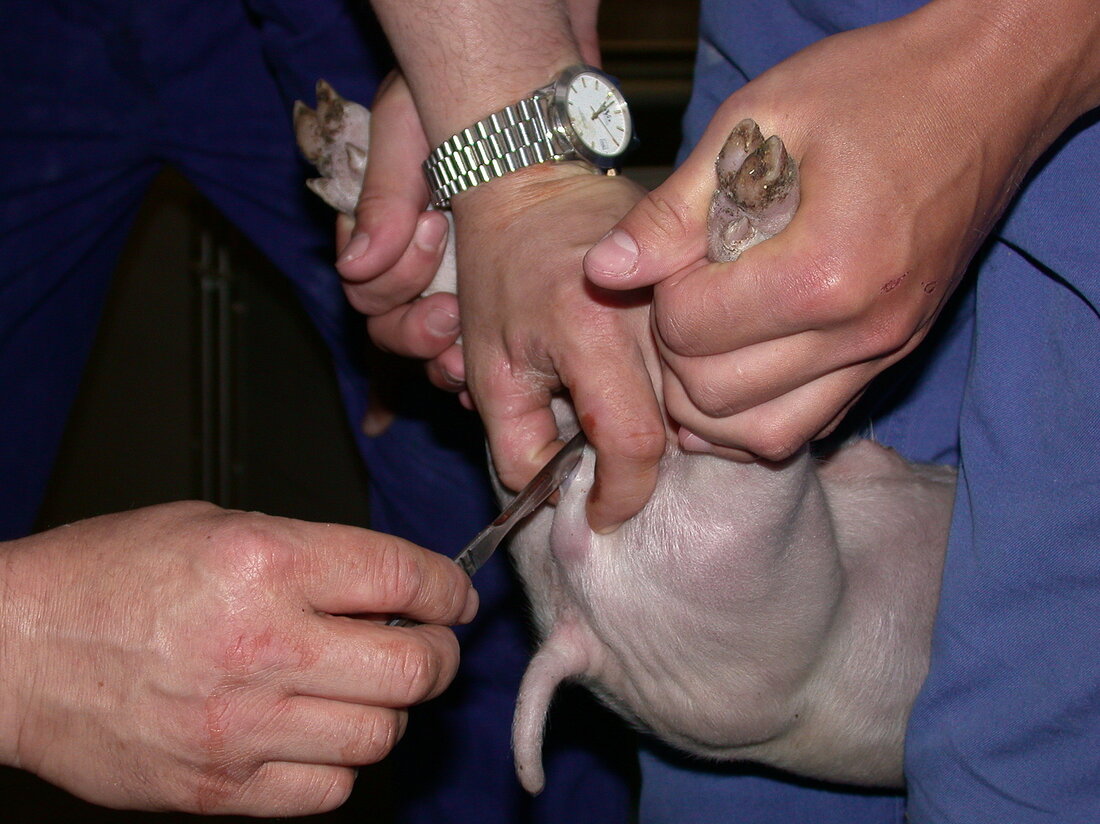 Ein baldiges Ende der Ferkelkastration ohne Betäubung fordert das Bündnis „Fair Ferkel“, ein Zusammenschluss der Tierschutzorganisationen Vier Pfoten, Verein gegen Tierfabriken, Wiener Tierschutzombudsstelle, Pro Tier und United Creatures. In Ländern wie der Schweiz oder Norwegen ist die Kastration von Ferkeln ohne Betäubung bereits verboten.