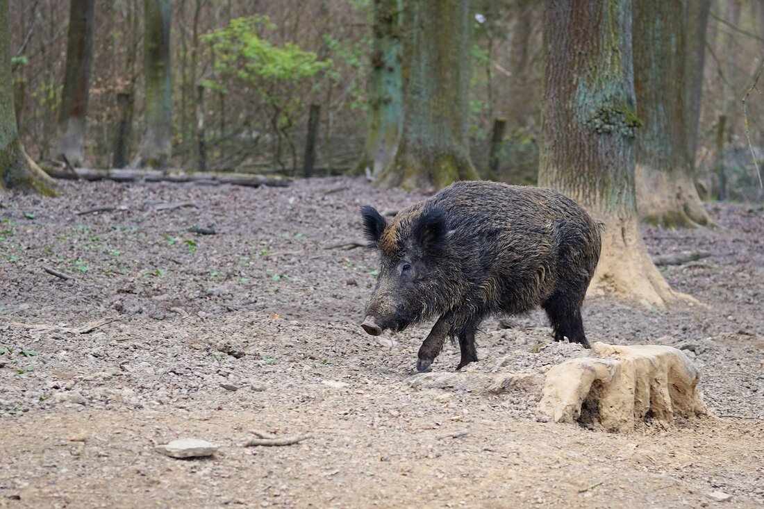 Bereits 69 bestätigte Fälle – ist die Schweinepest in Deutschland noch aufzuhalten?