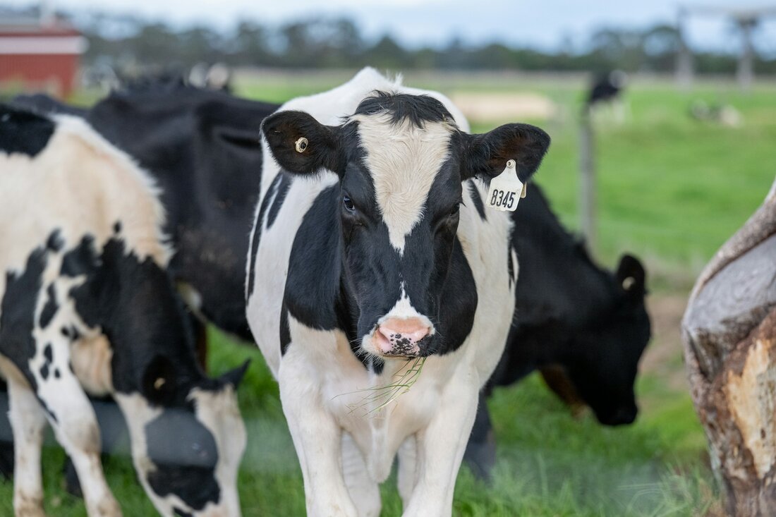Wie können Nutztiere nachhaltig bewirtschaftet werden und gleichzeitig unsere Ökosysteme schützen? Ein Blick auf ihre Bedeutung für Biodiversität, Bodenfruchtbarkeit und die Ernährungssicherung liefert Antworten.