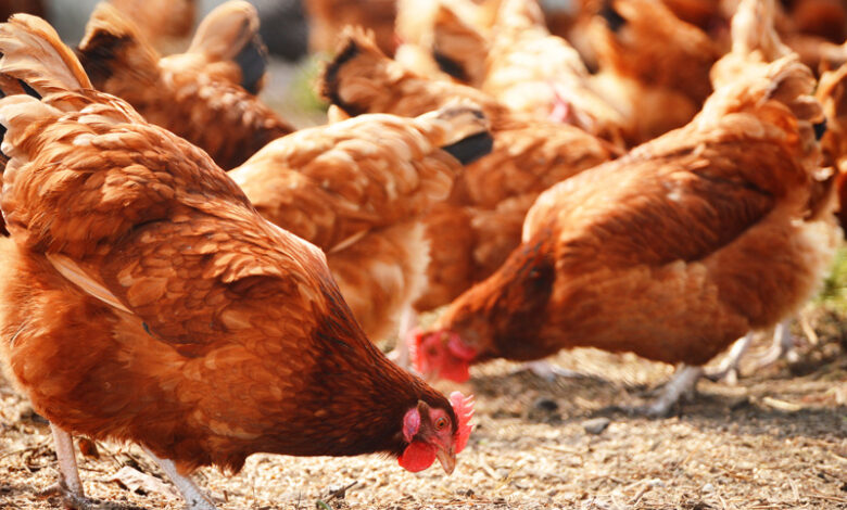 Woher kommt das Huhn? Fleisch & Co