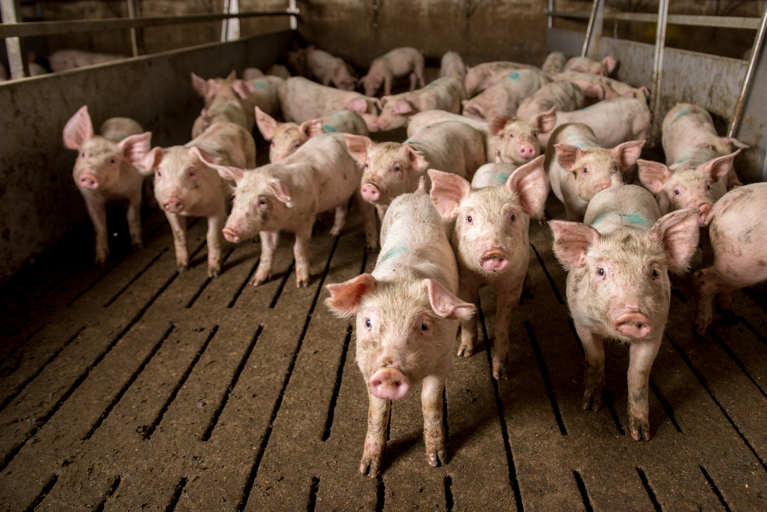 Mehr Tierwohl in der Schweinehaltung: Die Gesundheit und das Wohlergehen der Tiere habe bei Österreichs Bäuerinnen und Bauern oberste Priorität.
