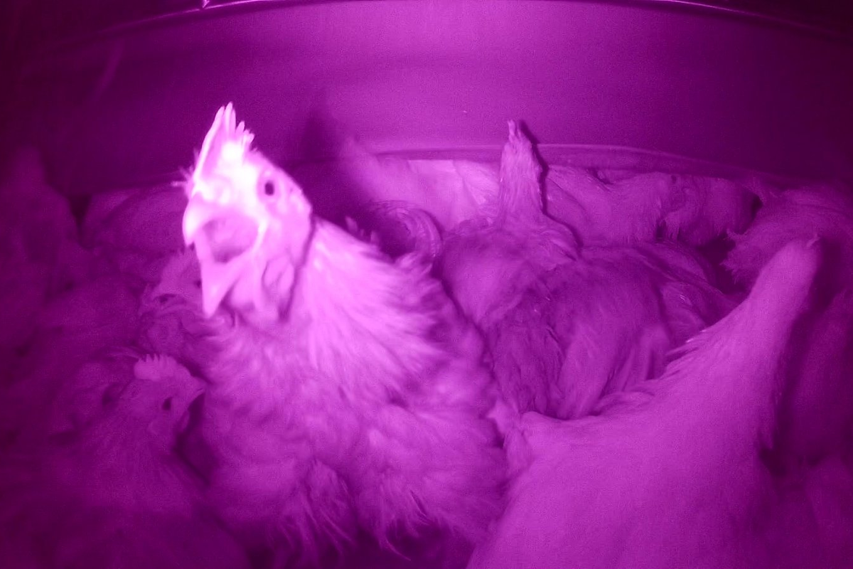 In der Kohlendioxid-Anlage ersticken die Hühner und sollen das Bewusstsein verlieren. (©VGT)