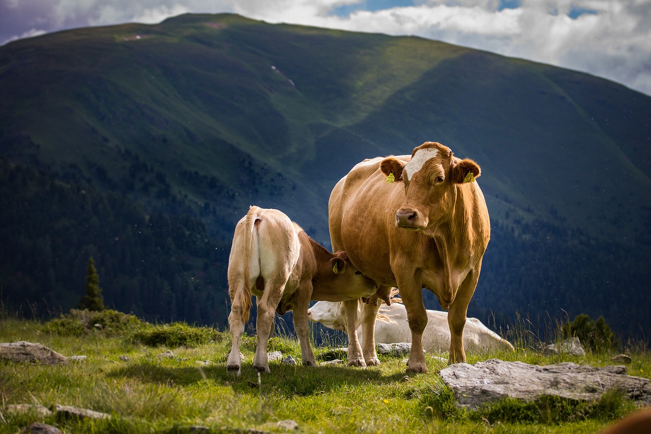 Neue Forschungen zeigen, dass Fleisch- und Milchprodukte durch ihre hohe Proteinqualität eine geringere Umweltbelastung aufweisen als bisher angenommen. Innovative Ansätze wie die Nutritional Life Cycle Assessment (nLCA) liefern überraschende Ergebnisse und fordern einen Paradigmenwechsel.