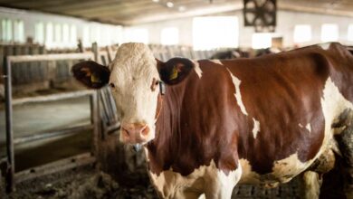In Österreich ist die dauernde Anbindehaltung bei Rindern seit 2020 grundsätzlich untersagt – mit Übergangsregelungen für kleinere Betriebe im Alpenraum. © BMLUK / Paul Gruber