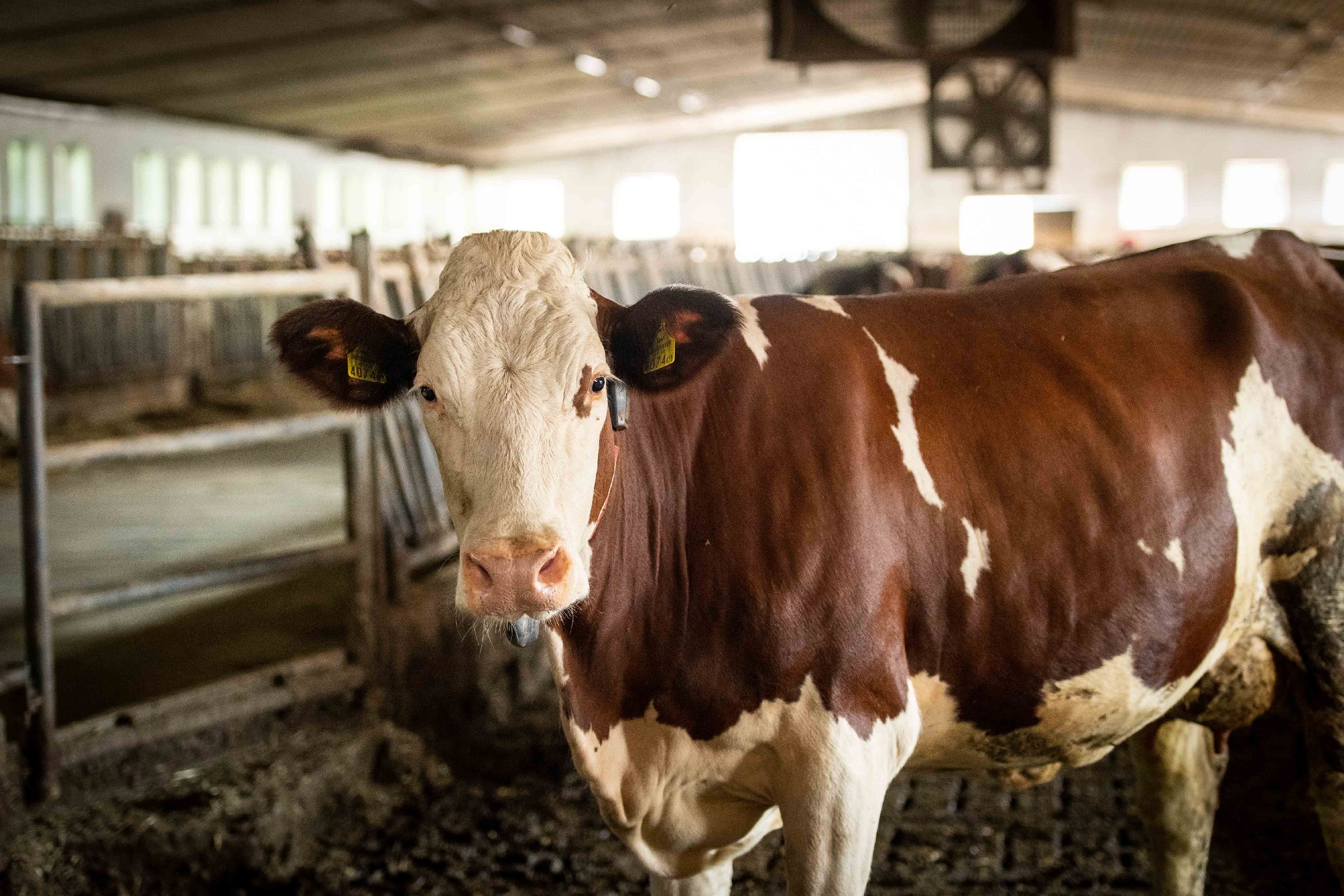 In Österreich ist die dauernde Anbindehaltung bei Rindern seit 2020 grundsätzlich untersagt – mit Übergangsregelungen für kleinere Betriebe im Alpenraum. © BMLUK / Paul Gruber