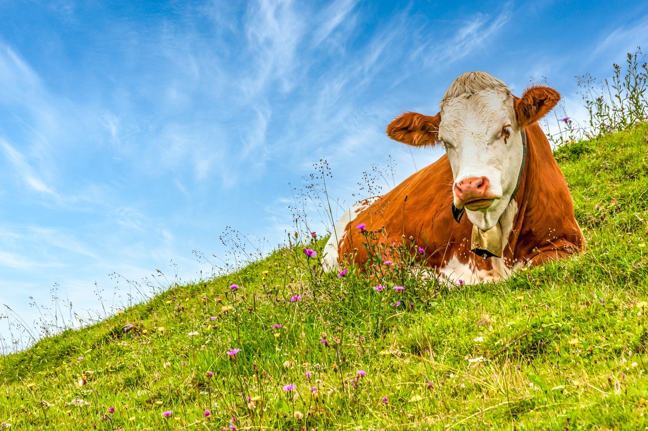 The Systemantics of Meat – Warum Ernährungspolitik ohne Verständnis für Fleisch scheitern kann