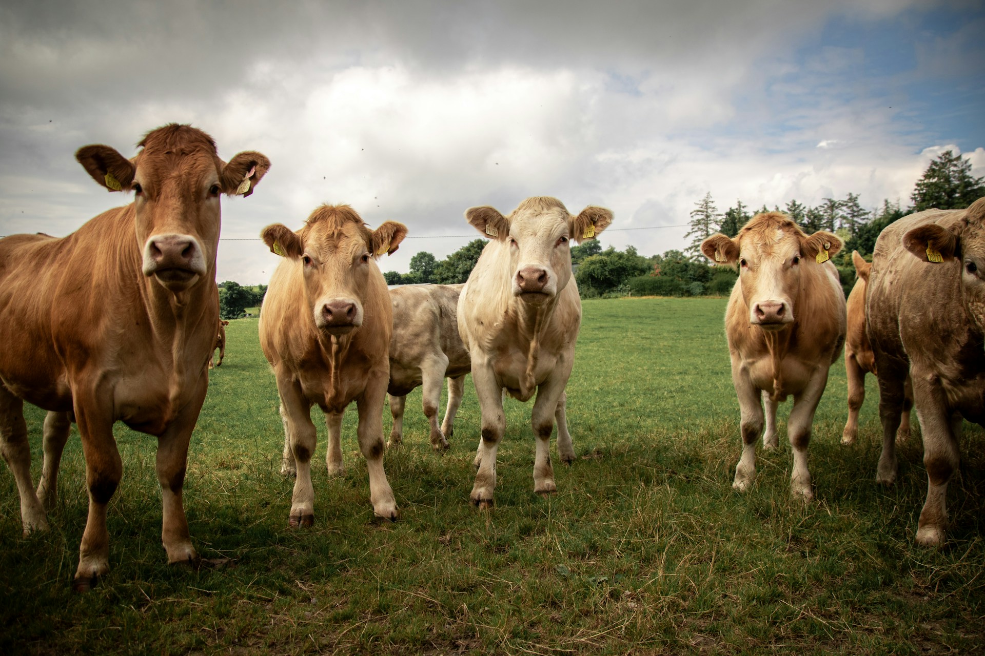 Methan, Tierbestände und Klimawandel – historische Analyse liefert neue Gesprächsgrundlage