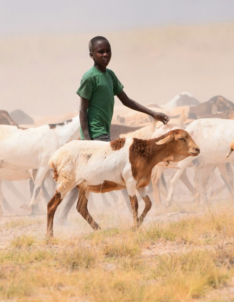 Studie zeigt: Warum tierische Lebensmittel in Entwicklungsländern eine zentrale Rolle spielen