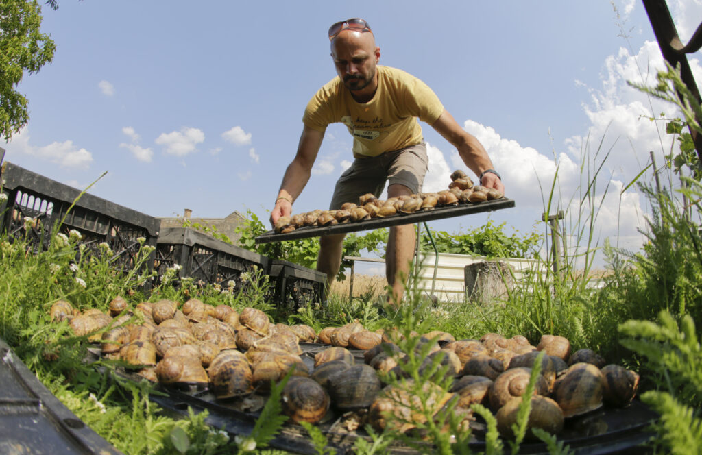 Handarbeit auf dem Feld: Andreas Gugumuck bei der Ernte seiner Weinbergschnecken auf dem eigenen Hof im Wiener Stadtteil Rothneusiedl. © © WWW.GUGUMUCK.AT