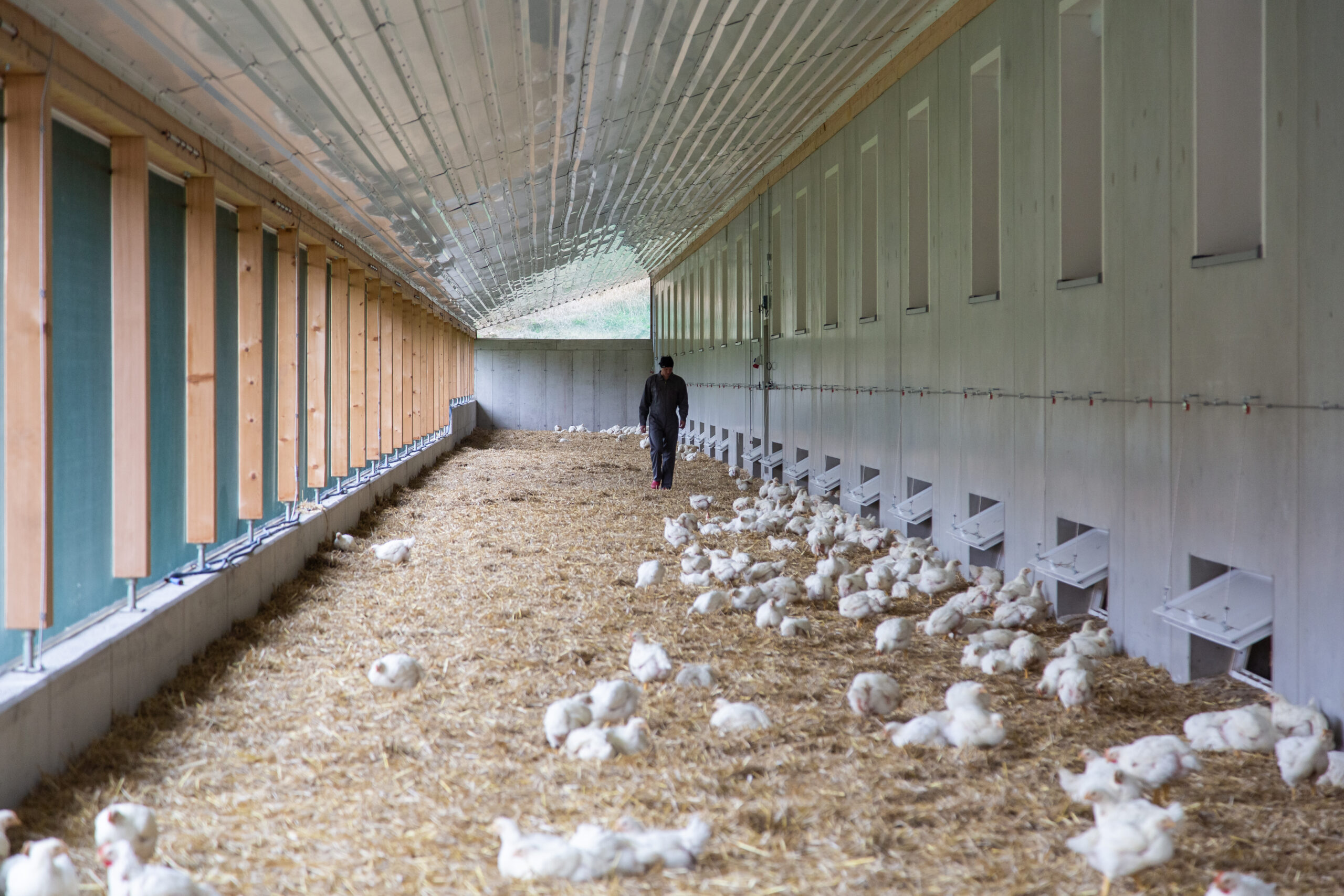 Geflügel wird zum Zugpferd im Fleischkonsum