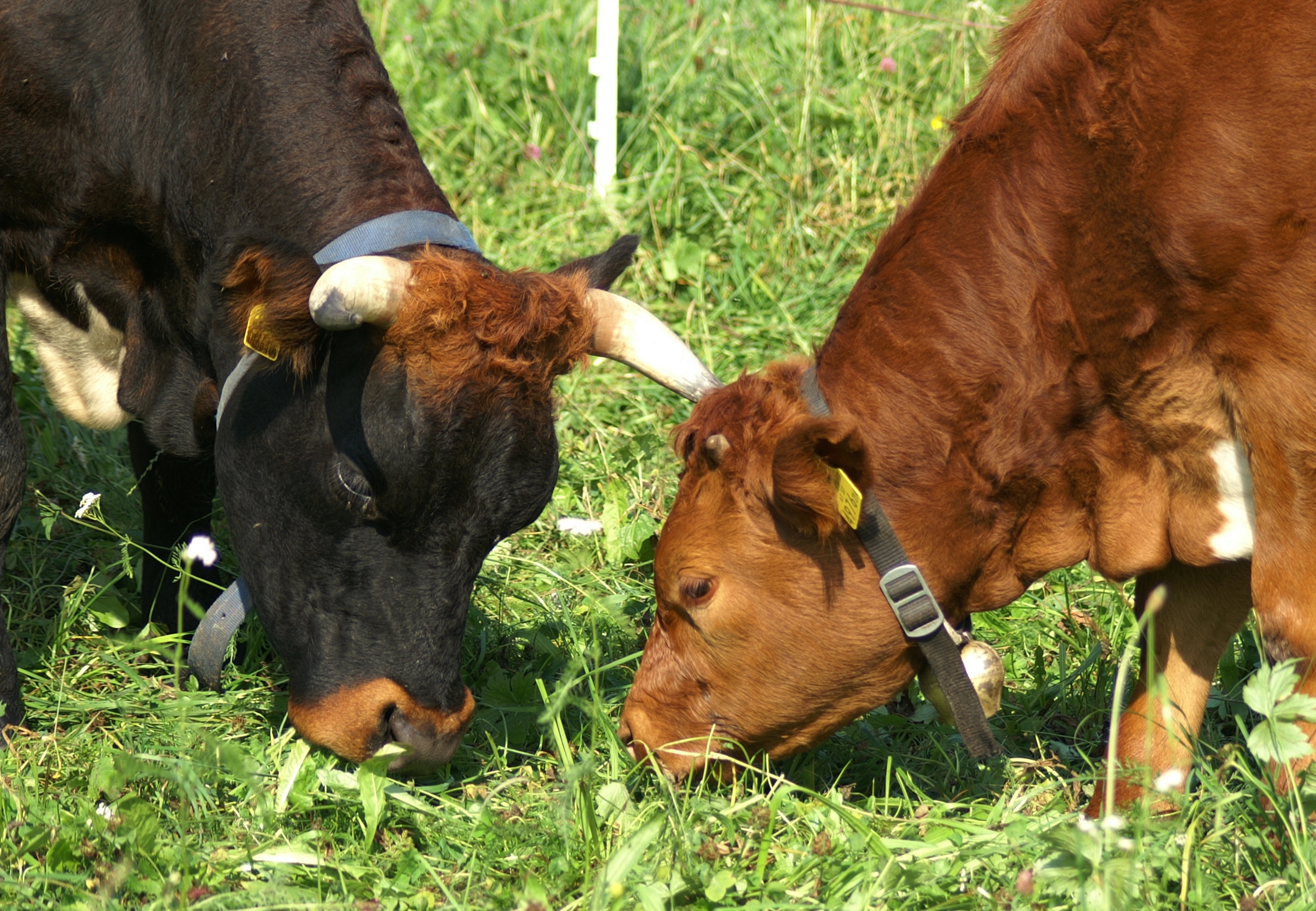 Tux-Zillertaler Rind zwischen Geschichte und Renaissance