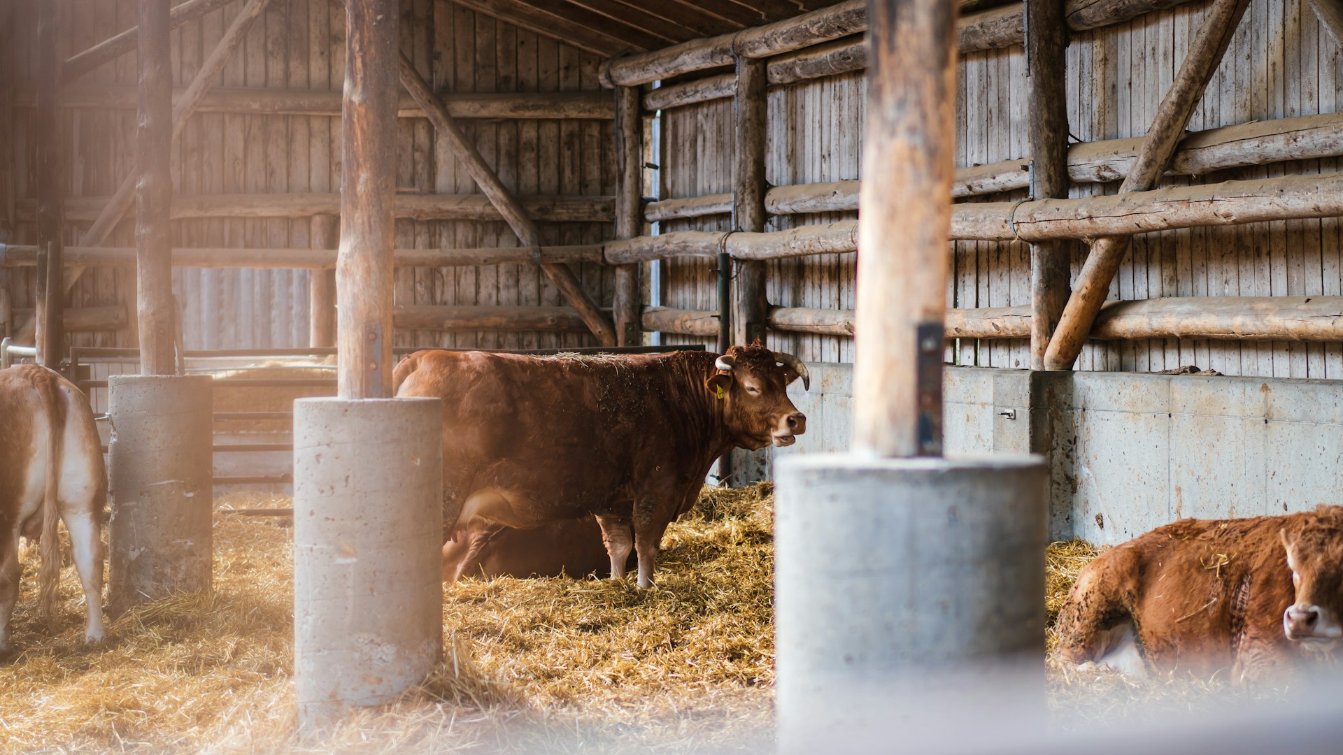 Studie zeigt Vertrauensbonus für Bauern: Tierwohl und Herkunft bewegen Konsumenten