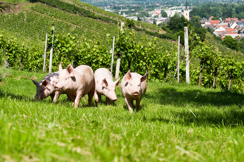 Freilandhaltung mit Aussicht: Schwäbisch-Hällische Landschweine grasen im Weingarten. © pixelmaker.at
