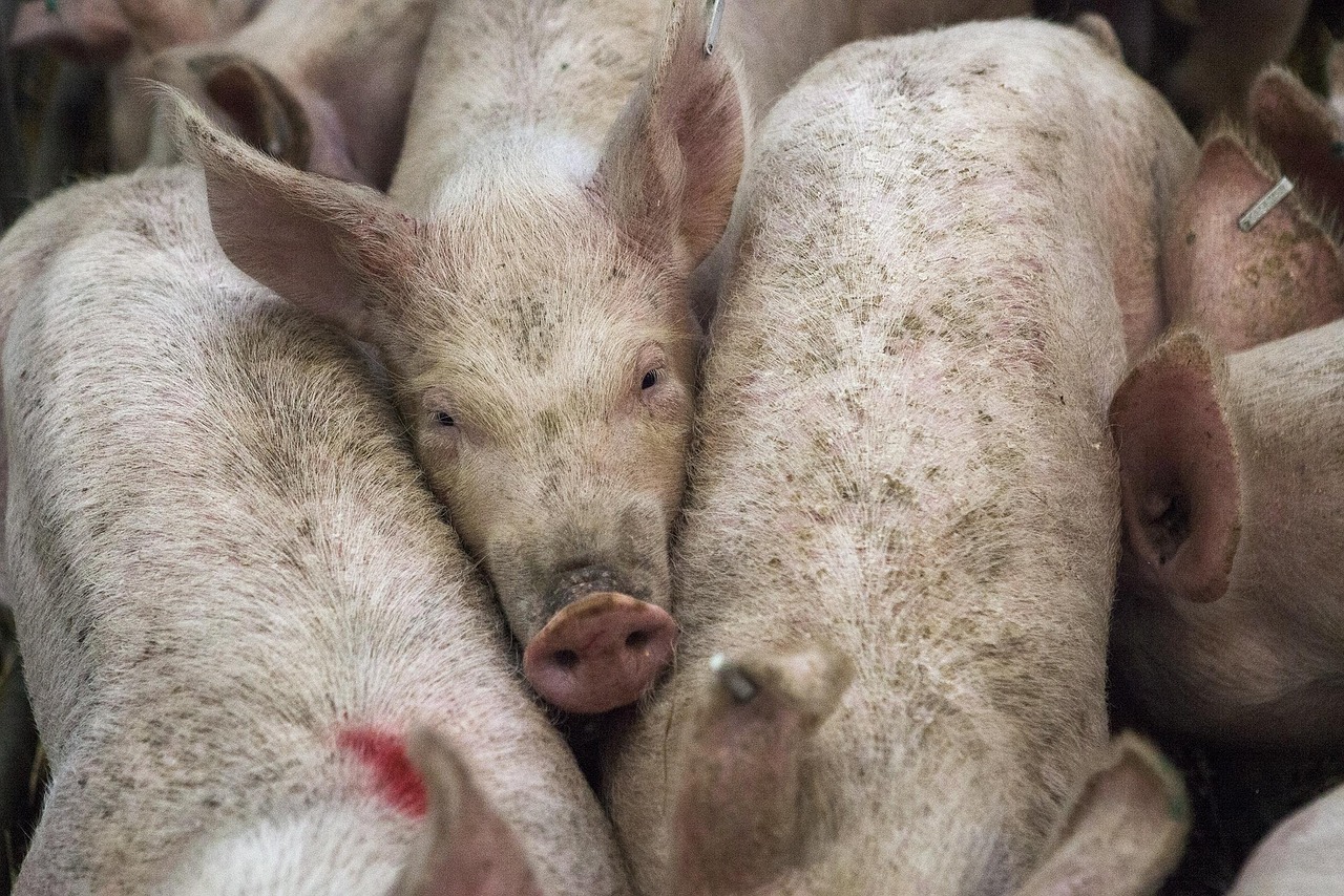 Schweinepreise fallen, Bauern zahlen drauf – und dazu noch die AMA-Abgabe