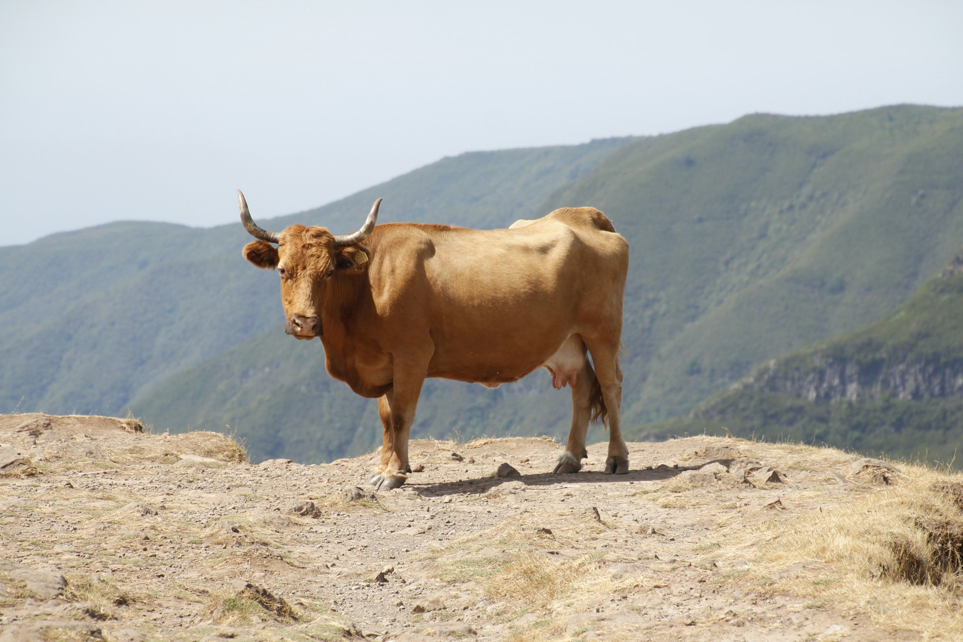 Tierhaltung: Offener Appell an Handel und Schlachthöfe