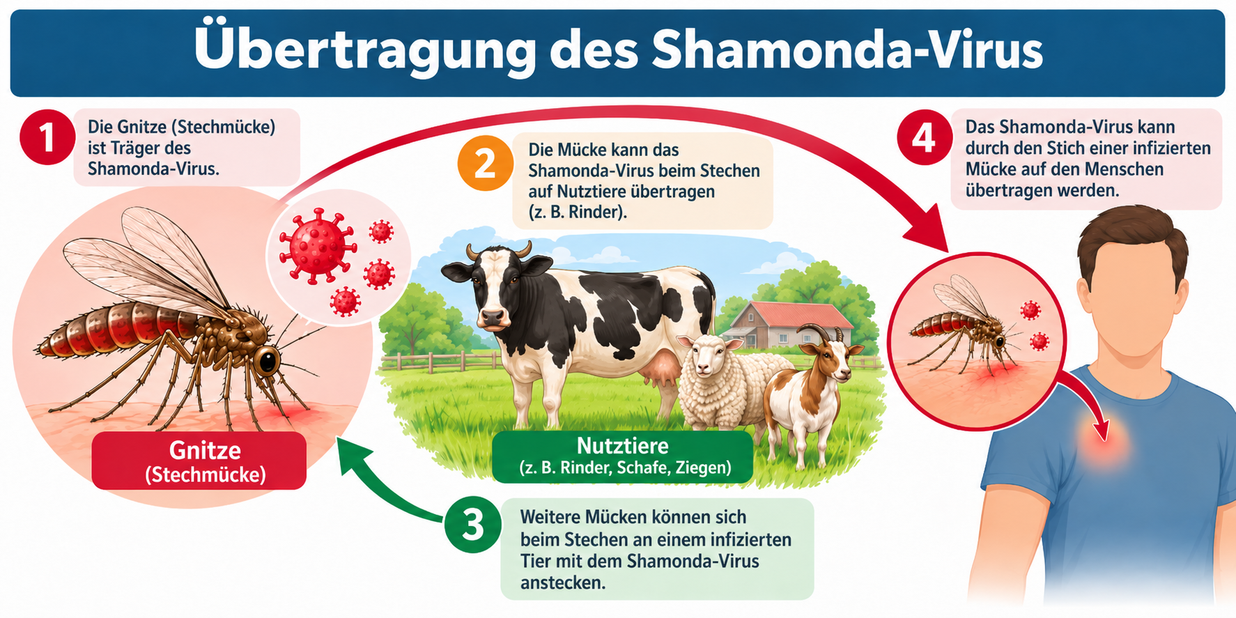 Shamonda-Virus: Menschlicher Fall in Frankreich, Tiernachweise in Österreich