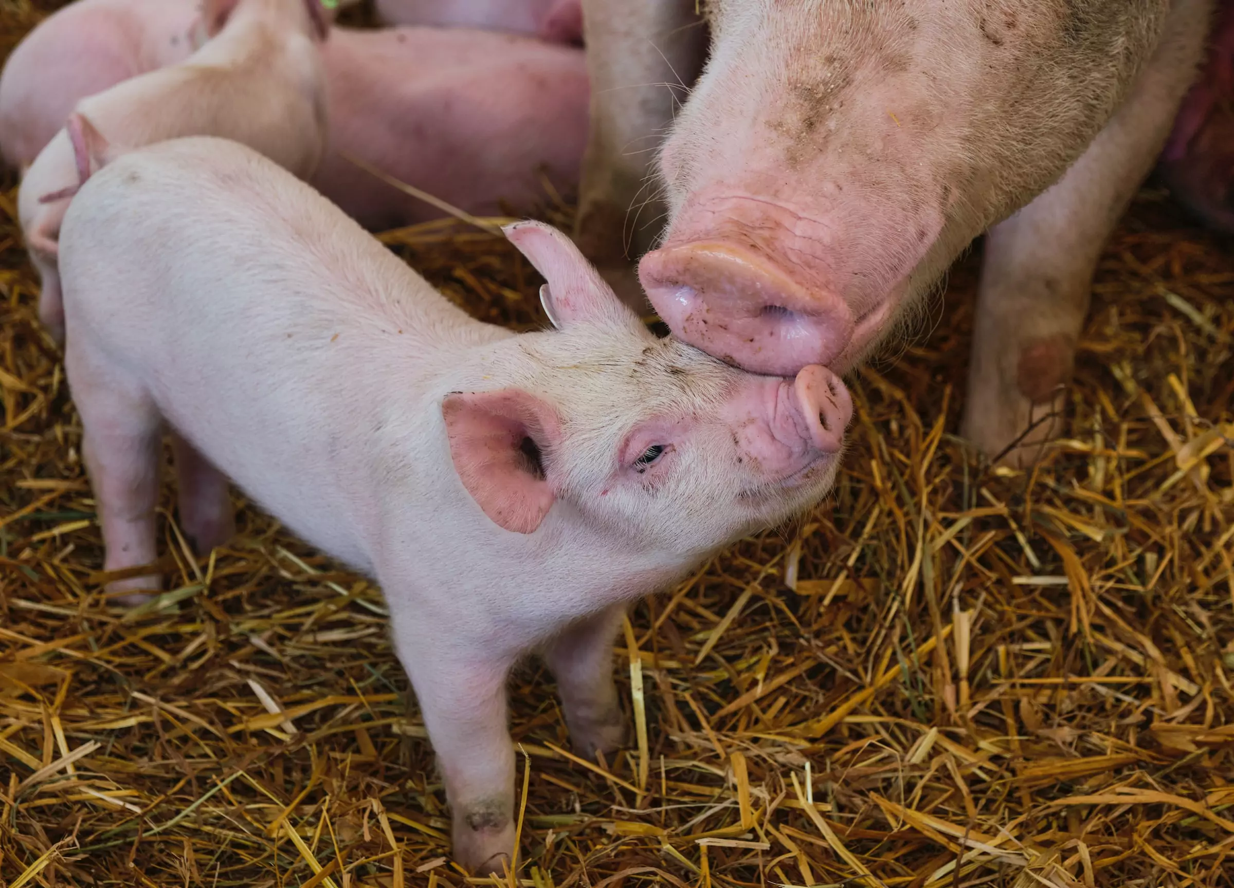 Schweinezucht